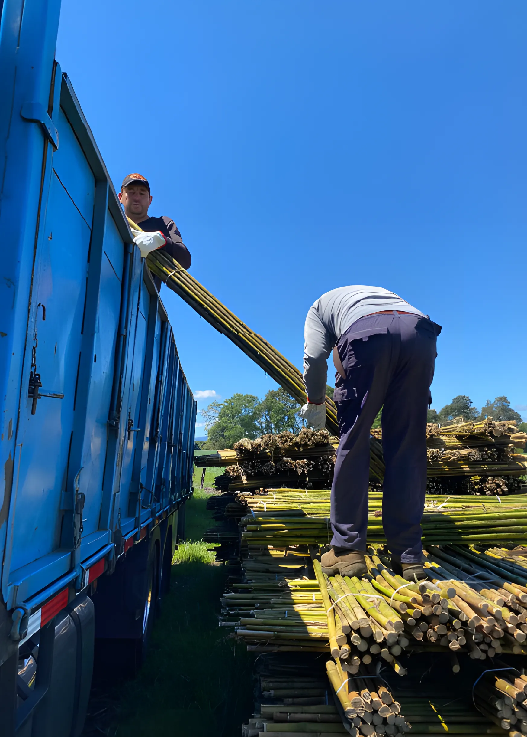 Coligues clasificados para minería